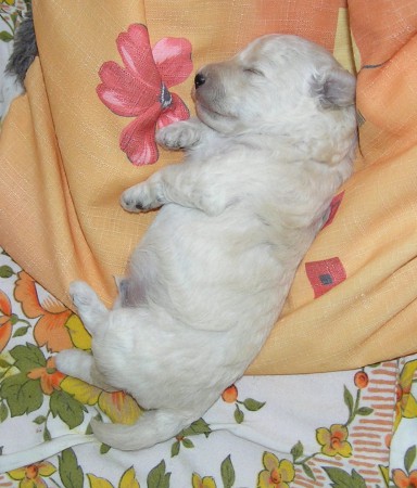 16. den ARIES oblíbený polštářek